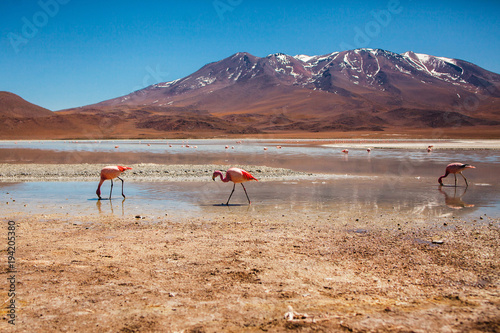 flamingo in bolivia near to uyuni salt flat, bolivian panorama, South America photo