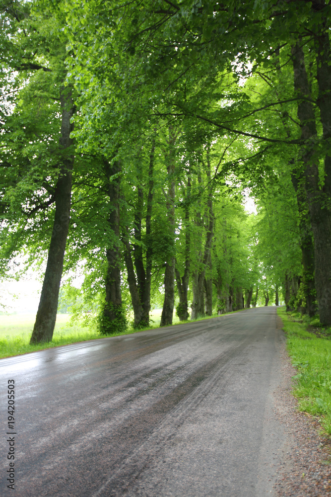 Obraz premium Spring alley road