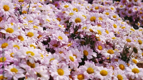 4k of pink chrysanthemum with yellow core flowers in the garden