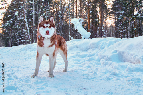 Fototapeta Naklejka Na Ścianę i Meble -  Beautiful husky dog in winter forest. Siberian husky with red hair. Husky for advertising, magazine cover.