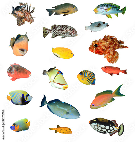Tropical reef fish isolated on white background. Fish of Indian and Pacific Oceans. Collection of fish cutouts
