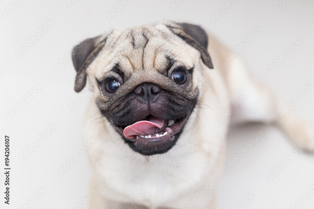 cute pug smile and sitting on ground