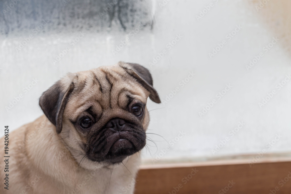 Cute pug so lonely sitting in front of window in raining day 