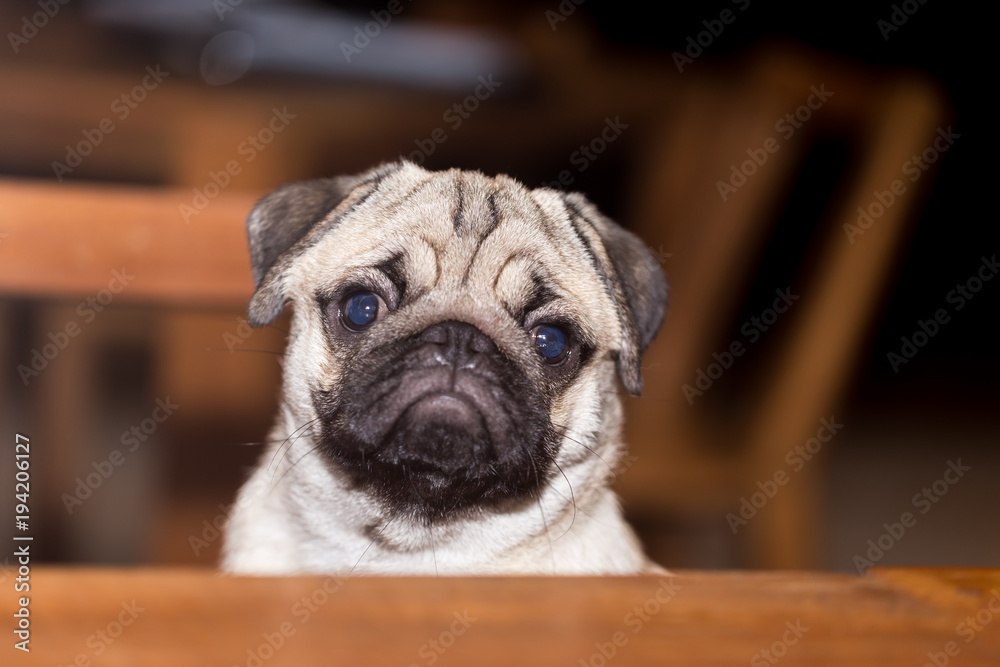 Cute pug sitting on chair and looking on table