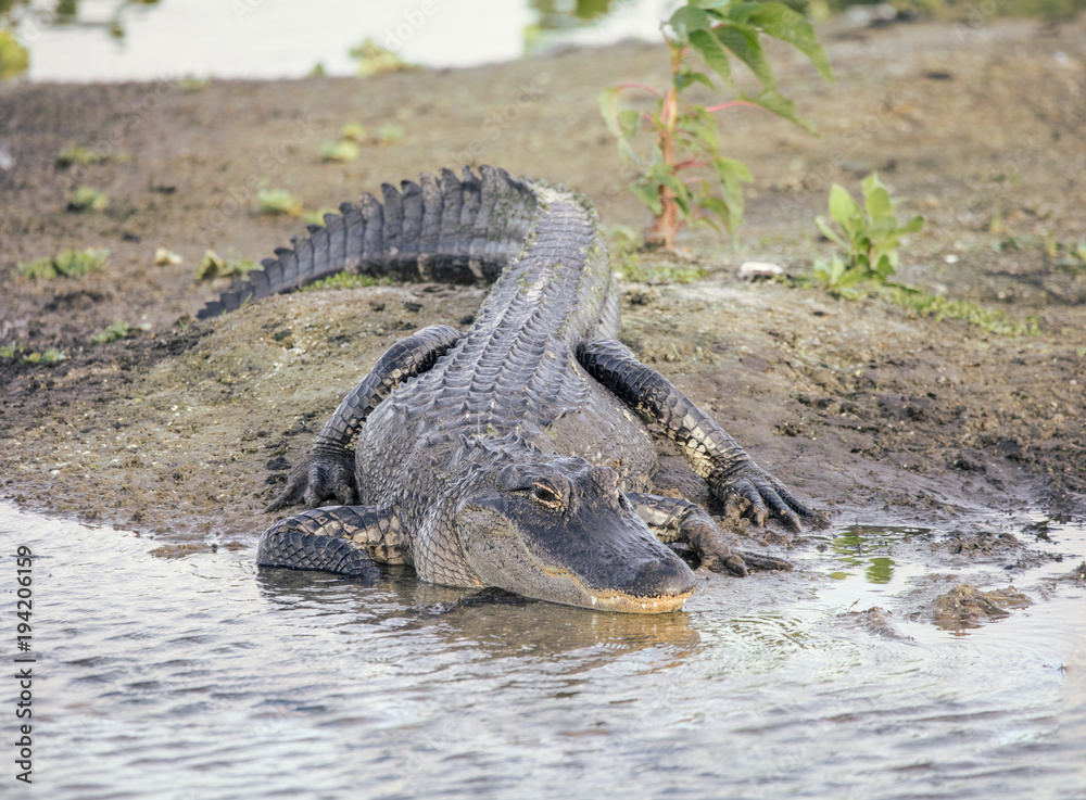 Obraz premium adult alligator suns on the banks of wetlands