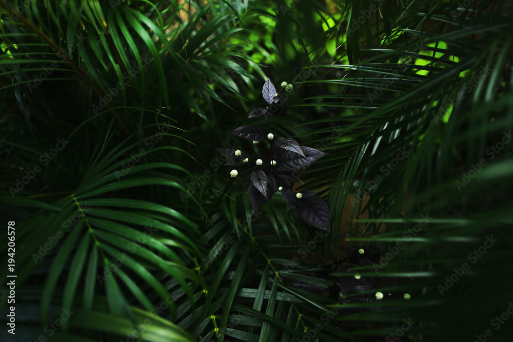 dark exotic fantastic portrait of green palm leaves plants and flower in Thailand. concept of travel, phone or laptop wallpaper background - obrazy, fototapety, plakaty 
