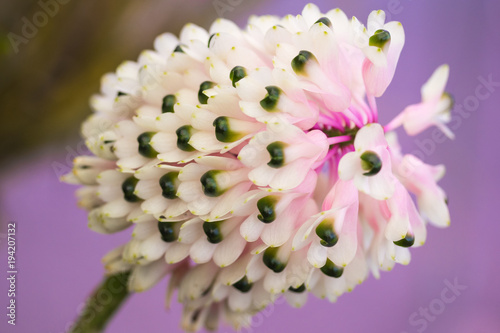 Close up of The Bottlebrush Orchid, Dendrobium smilliae blooming in garden, selective focus.