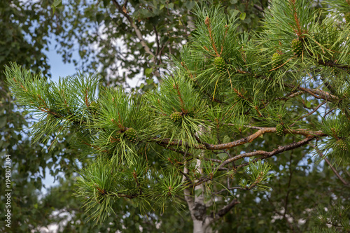 Green immature lumps on pine branch