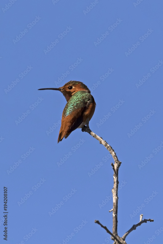 Fototapeta premium Hummingbird at Malibu Lagoon