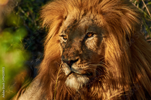 Fototapeta Naklejka Na Ścianę i Meble -  African male lion in natural habitat bushveld 