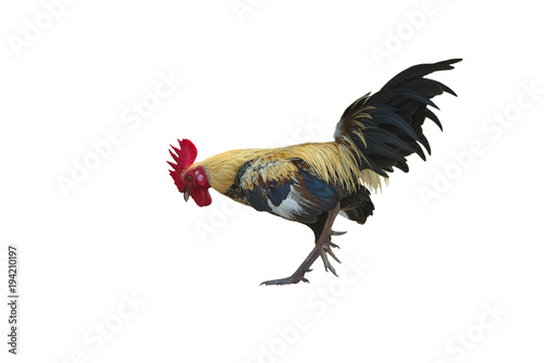 Beautiful rooster isolated on white background