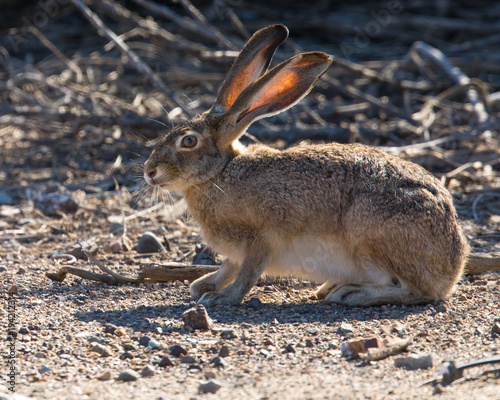 Black-tailed jackrabbit, seen in the wild near a north California marsh 