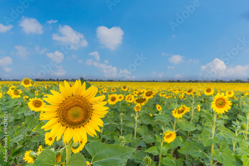 The beautiful of sunflower plant field with the Sunn hemp, Indian hemp, Madras hemp, Chanvre Indien, Crotalaria juncea, Crotalaria spectabilis, plant field and the blue sky cloud background.