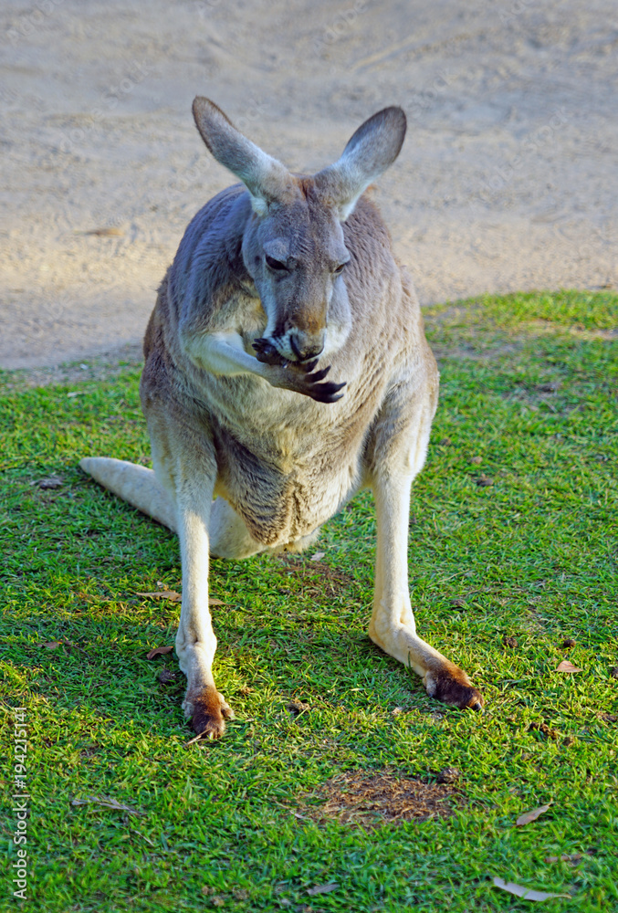 A kangaroo standing up in a park near Brisbane, Australia Stock Photo |  Adobe Stock