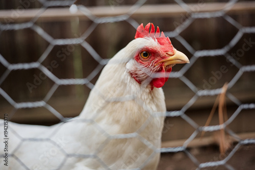 Domestic farm chicken poultry easter eggs village