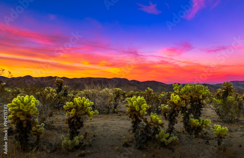 Joshua Tree National Park