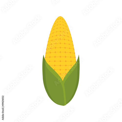 corn  vector illustration