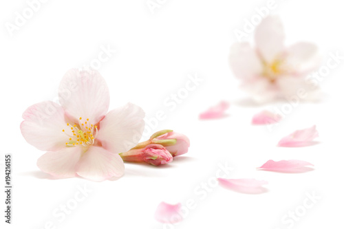 桜 花びら 春 背景