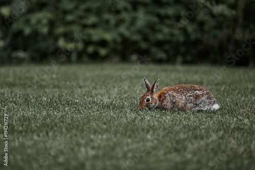 cute furry rabbit bunny easter outdoor wild © Polina