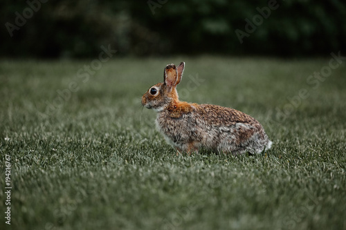 cute furry rabbit bunny easter outdoor wild © Polina
