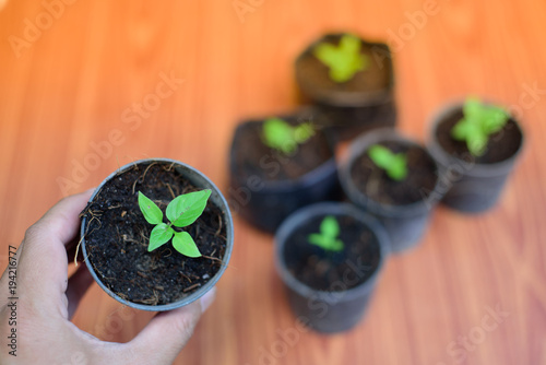 Small seedlings
