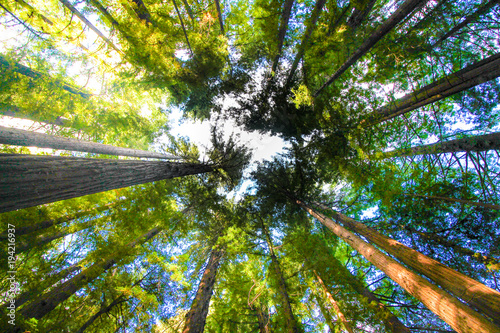 Redwood Vanishing Point