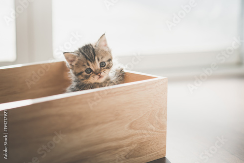 Cute kitten playig in a wooden box under sunlight