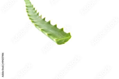 aloe leaf isolated on white background