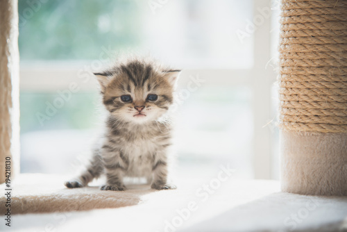 Cute persian kitten sitting on cat tower