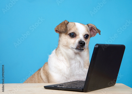 Chubby Chihuahua sitting at a wood table with miniature laptop, light blue background.