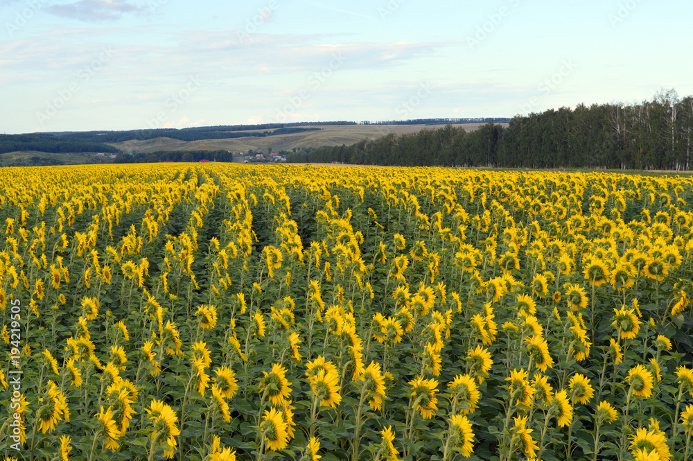 Obraz premium sunflowers field