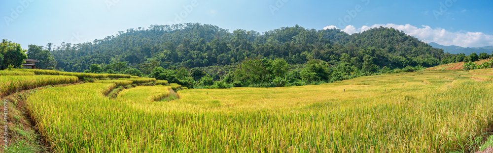 Rice fields on terraced of Chiang Mai, Thailand. Panoramic views
