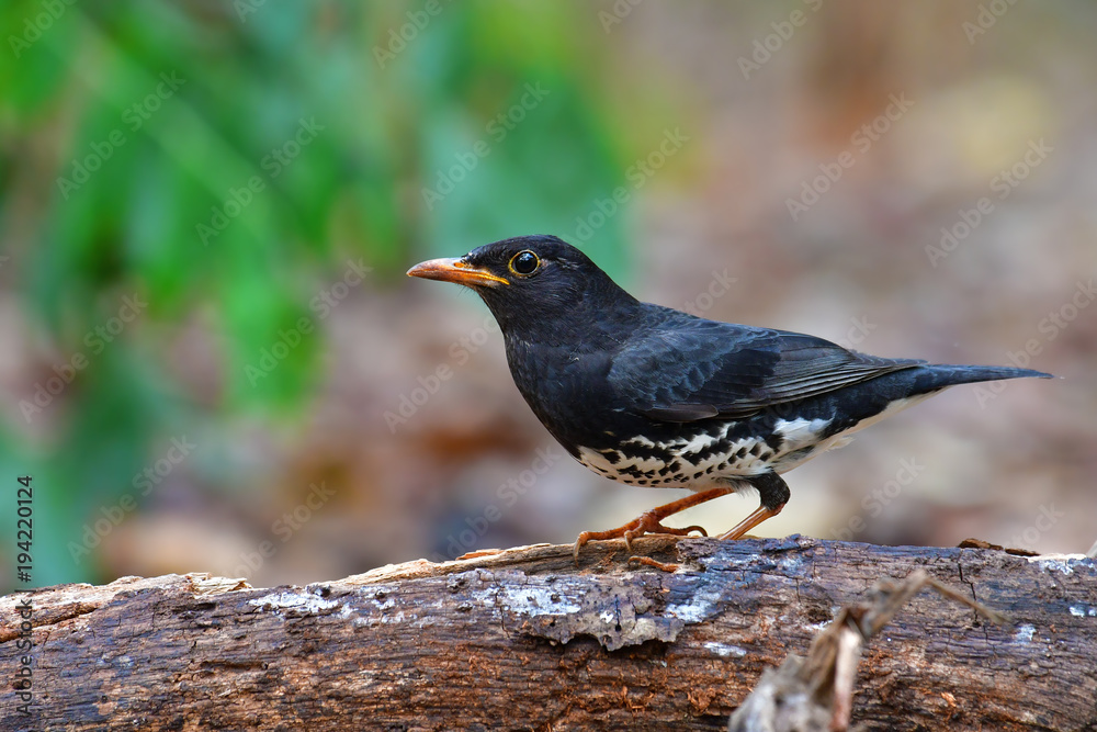 Japanese Thrush Bird Japanese Thrush Bird