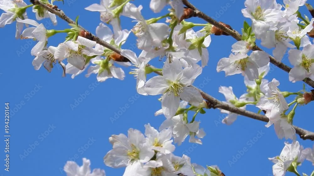 桜、青空。さくら。サクラ。SAKURA 桜、青空。さくら。サクラ。SAKURA