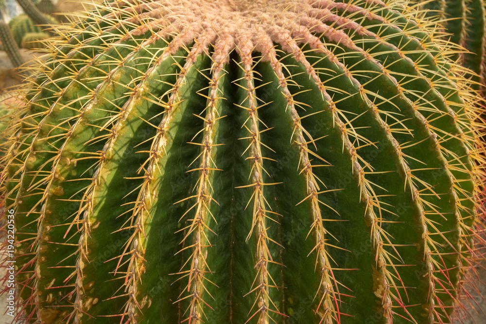 Cactus texture, close-up barrel cactus Cactus texture, close-up barrel cactus