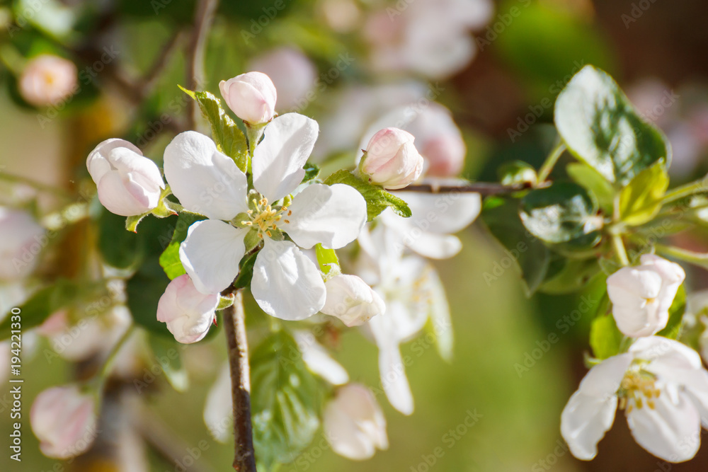 Flowers of apple-tree in white-pink-green tones Flowers of apple-tree in white-pink-green tones