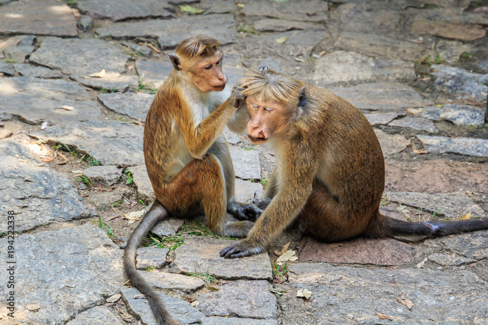 monkey female cares for a wounded male monkey