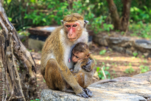monkey mother with baby sitting on stones on a forest background on a sunny day