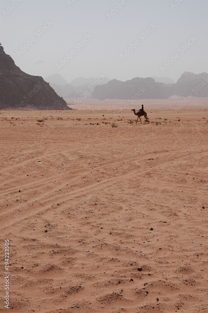 Camel in Wadi Rum, Jordan (Chameaux dans le Wadi Rum, Jordanie) Camel in Wadi Rum, Jordan (Chameaux dans le Wadi Rum, Jordanie)