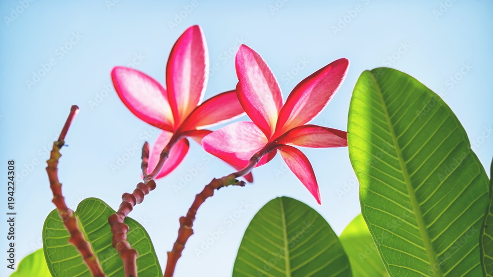 Obraz premium Beautiful pink flower with branches and leaves