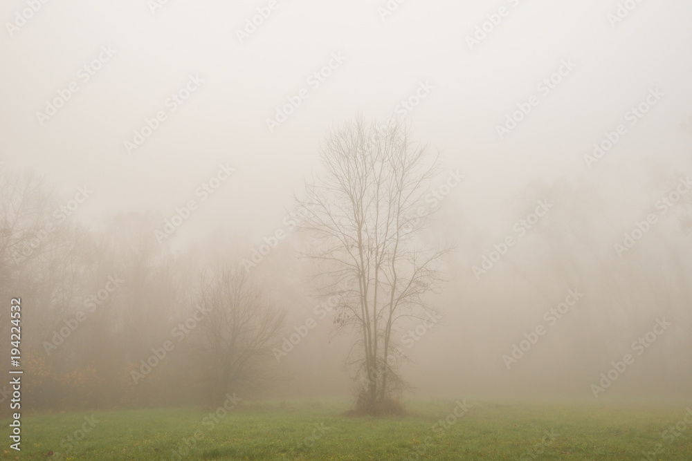 Beautiful scenery in the forest with fog and mist and autumn foliage Beautiful scenery in the forest with fog and mist and autumn foliage
