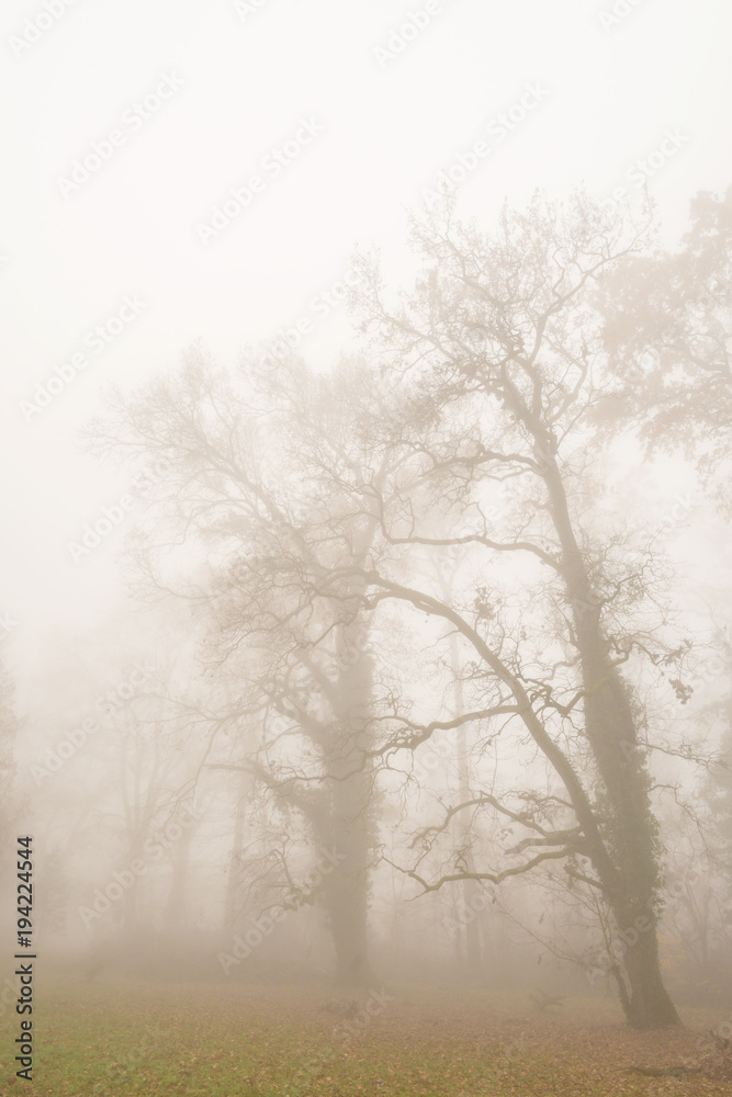 Beautiful scenery in the forest with fog and mist and autumn foliage Beautiful scenery in the forest with fog and mist and autumn foliage