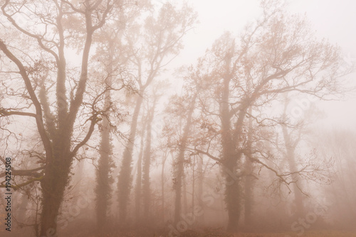 Beautiful scenery in the forest with fog and mist and autumn foliage