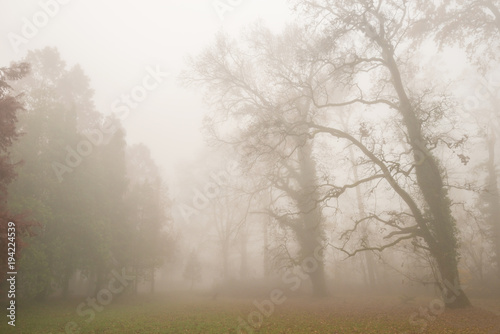 Beautiful scenery in the forest with fog and mist and autumn foliage