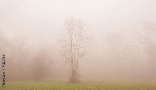 Beautiful scenery in the forest with fog and mist and autumn foliage