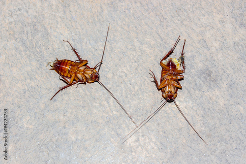 Cockroach lying flat on the cement floor. photo