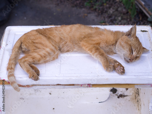 Dead cat on street