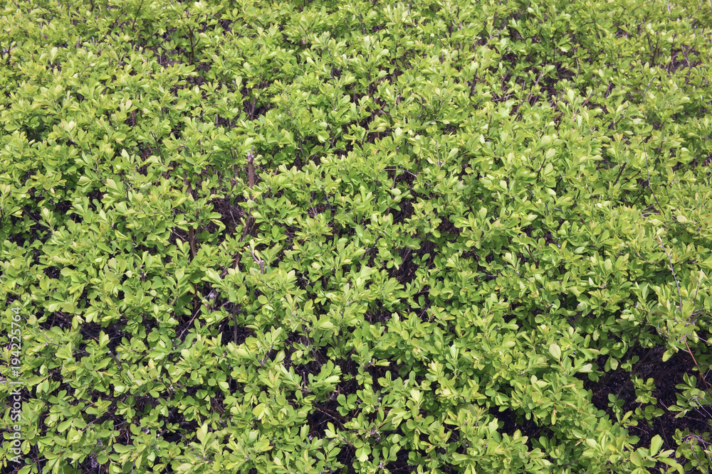 Thousands of small green leaves on a spring bush