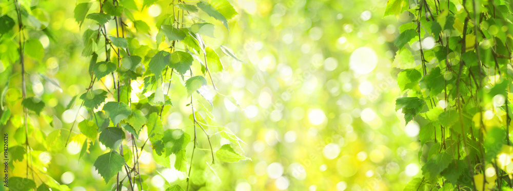 Naklejka premium Zielona brzoza opuszcza gałąź, zieleń, bokeh tło. Tło wiosna natura.