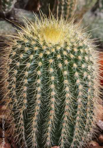 Cactus Thorns Beautiful